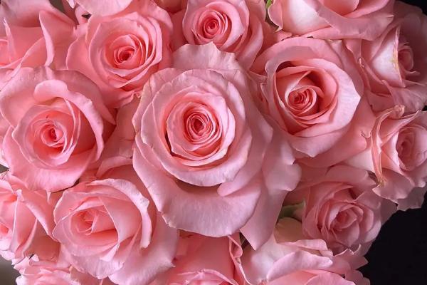 戴安娜玫瑰的花语，寓意甜蜜恋爱、幸福美满等