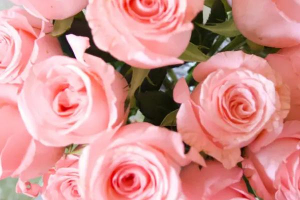 戴安娜玫瑰的花语，寓意甜蜜恋爱、幸福美满等