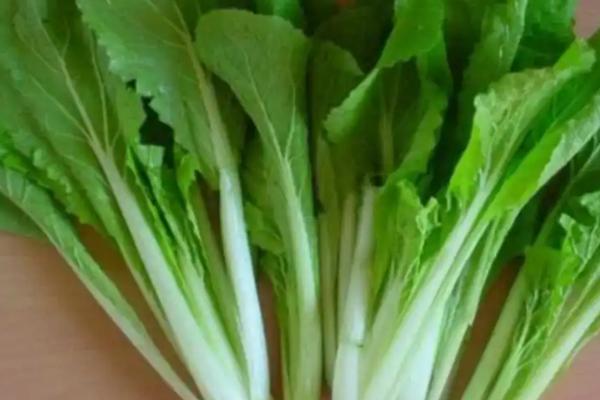 适合白露种植的蔬菜，适合种小白菜、上海青、菠菜等