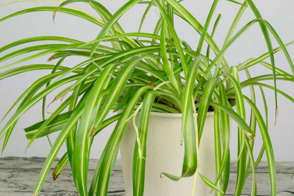哪些植物可以吸收甲醛，绿萝、吊兰、虎尾兰等品种具有吸收甲醛的能力