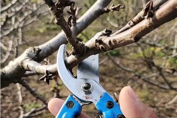 果树的修剪方法，可短截、摘心、疏剪或缓剪