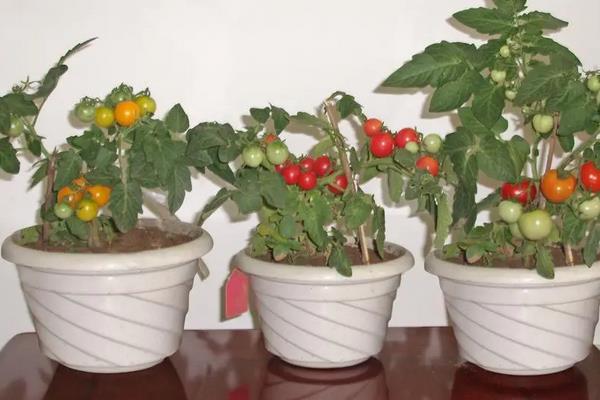圣女果的家庭种植方法，使用陶土或是瓦质的花盆种植为佳