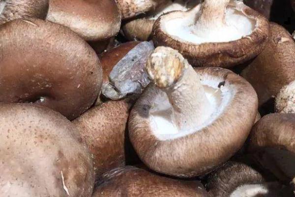 蘑菇的种类，常见这10种