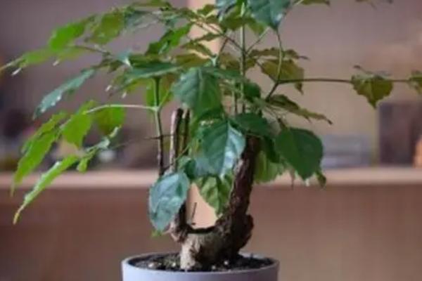 盆栽幸福树的养殖方法，建议选择陶制花盆作为养殖器皿