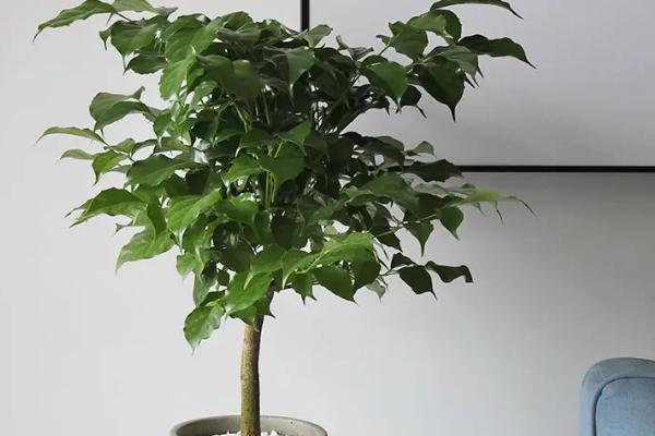 盆栽幸福树的养殖方法，建议选择陶制花盆作为养殖器皿