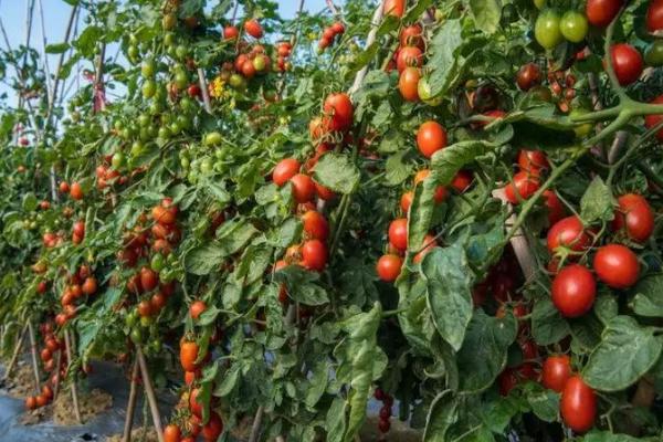 番茄什么月份种合适，2-3月播种最合适