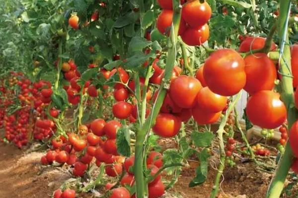 番茄什么月份种合适，2-3月播种最合适