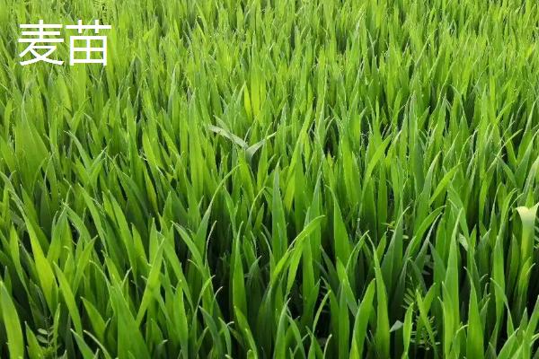 麦苗和稻谷的区别，品种、形态和生长习性均不同
