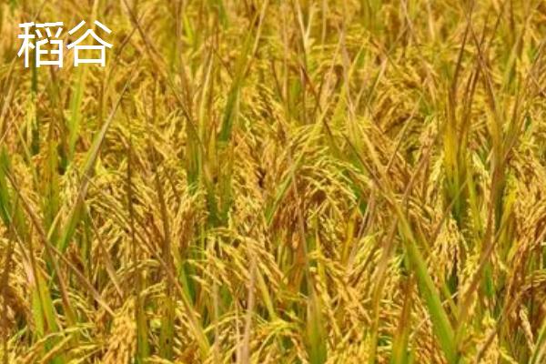 麦苗和稻谷的区别，品种、形态和生长习性均不同