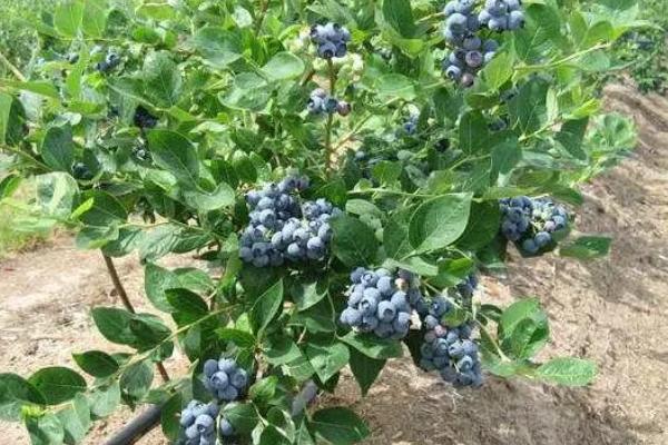 蓝莓的叶子发黄的原因及解决方式，可能是土壤、水肥不适等