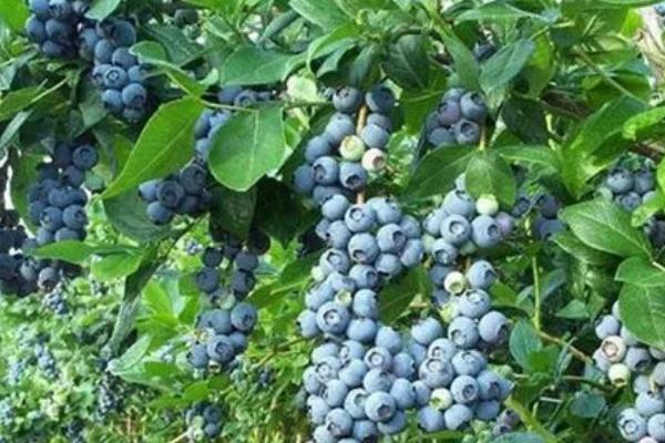 蓝莓的叶子发黄的原因及解决方式，可能是土壤、水肥不适等