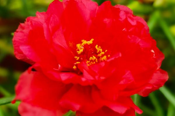 红色的太阳花的寓意，代表着热情真诚、积极乐观等