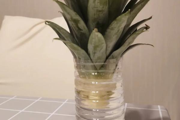 菠萝头的水养方法，要选择没有完全熟透的健康菠萝头