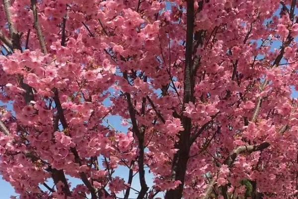 春天粉色的花有哪些，桃花、杏花、风信子都会在春天开花