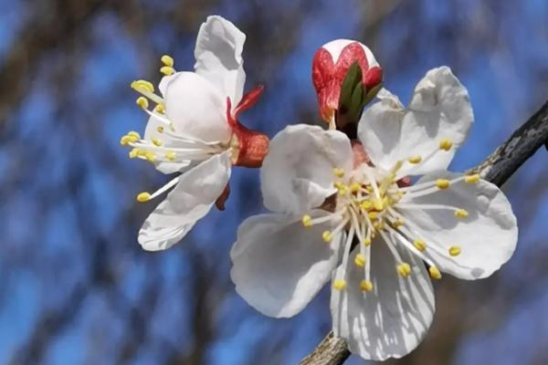 春天粉色的花有哪些，桃花、杏花、风信子都会在春天开花
