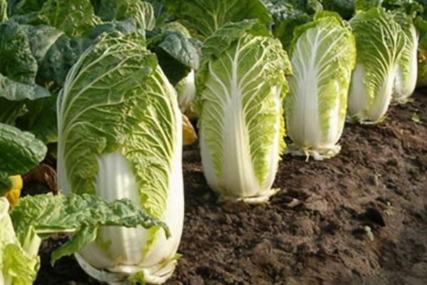 冬季可以种什么蔬菜，可以种白菜、萝卜、韭菜和菠菜等