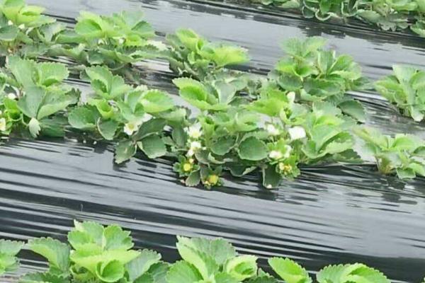 草莓苗叶子边缘变黄的原因和处理方法，强光、施肥过多、浇水过多等均会导致