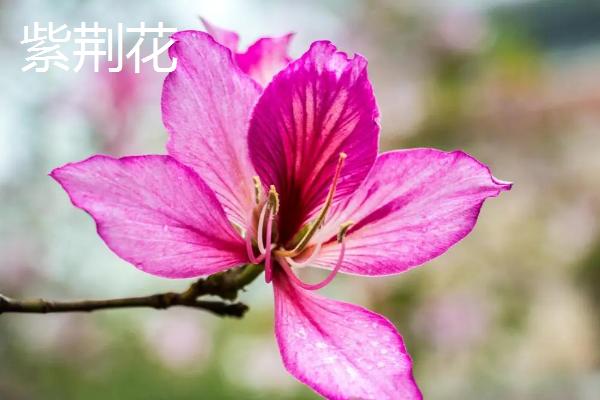 紫荆花和樱花的区别，外形、花期、习性和繁殖方法均不同