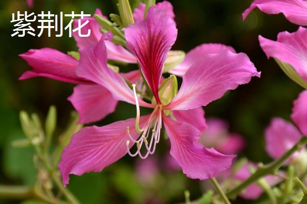 紫荆花和樱花的区别，外形、花期、习性和繁殖方法均不同