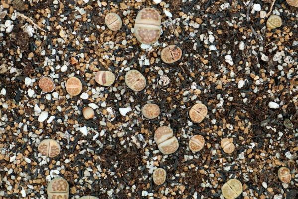 石生花的种植方法，选择沙壤土或者腐殖土种植为佳
