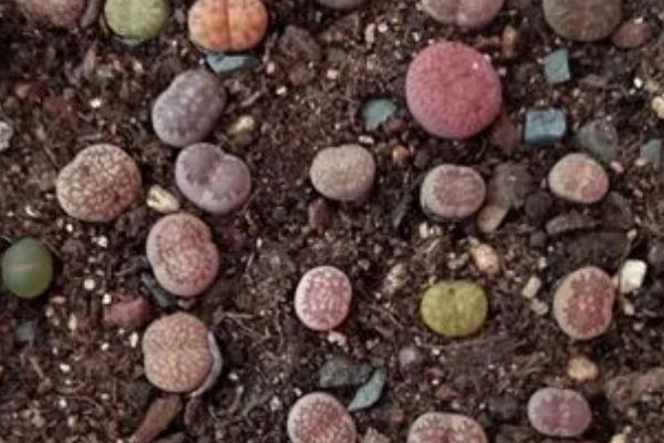 石生花的种植方法，选择沙壤土或者腐殖土种植为佳
