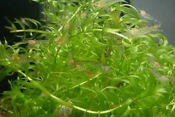鱼缸里蜈蚣水草怎么养，选用天然的中性或弱酸性底质