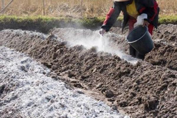土壤酸化的原因，可能是氮肥过多或浇水不当等