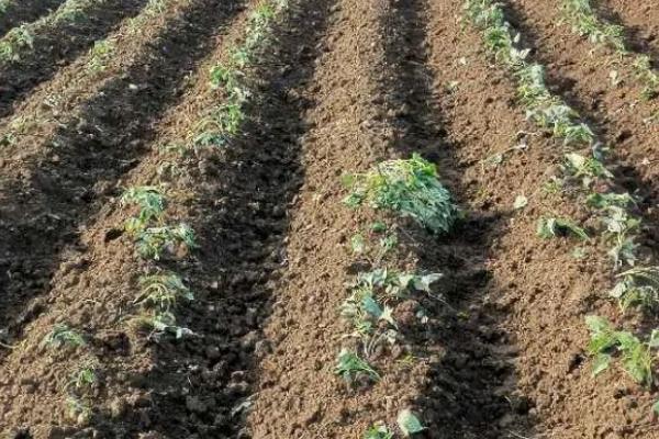 红薯的种植方法，选择健康、无病虫害的种薯