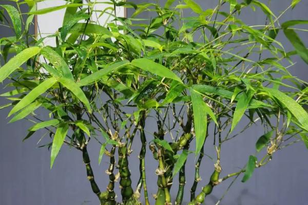 盆栽佛肚竹的养殖方法，生长过程中需要充足的阳光