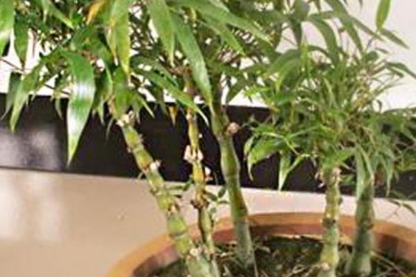 盆栽佛肚竹的养殖方法，生长过程中需要充足的阳光