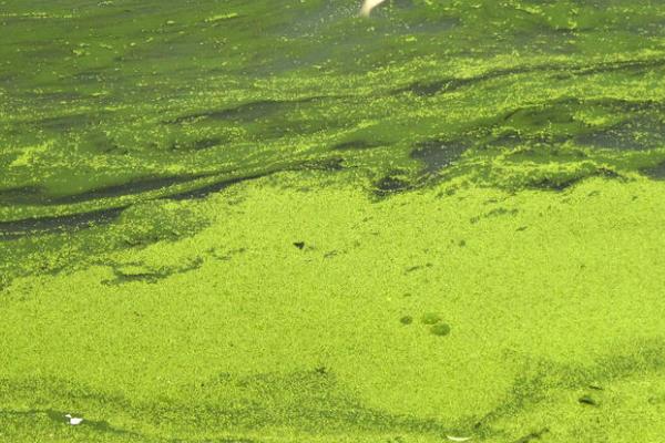 蓝藻是植物吗，是植物也是原核生物
