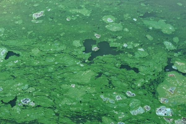 蓝藻是植物吗，是植物也是原核生物
