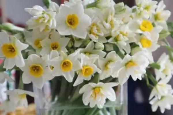 水仙花的外形特征介绍，花朵为圆筒形花色为白色