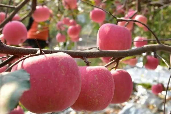 沂源红苹果介绍，是沂源地区的一种优质苹果
