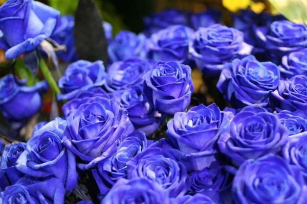蓝色妖姬一般送多少朵，以2、3、7、9、11、21、40朵为佳