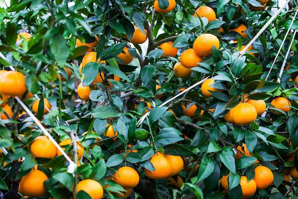 积水地适合种什么果树，可种枣树、柑橘、梨树等