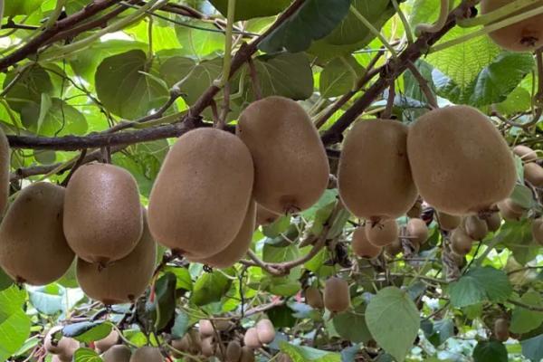 猕猴桃树的管理方法，每隔20-25天施加一次果肥