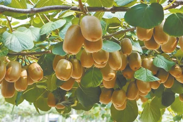 猕猴桃树的管理方法，每隔20-25天施加一次果肥
