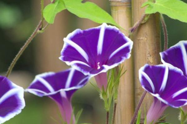 爬藤的花卉有哪些，常见的有铁线莲、爬墙虎、紫藤花等