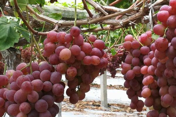 葡萄属于什么藤本植物，属于卷须藤本植物