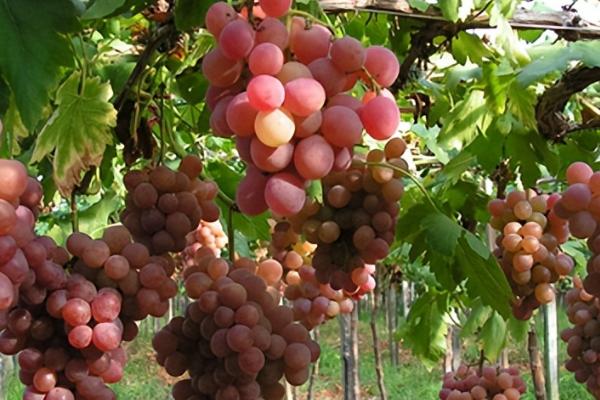 葡萄属于什么藤本植物，属于卷须藤本植物