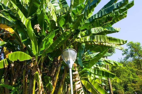 芭蕉树的种植方法，通常在4月上旬进行分株