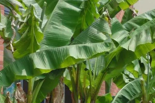 芭蕉树的种植方法，通常在4月上旬进行分株