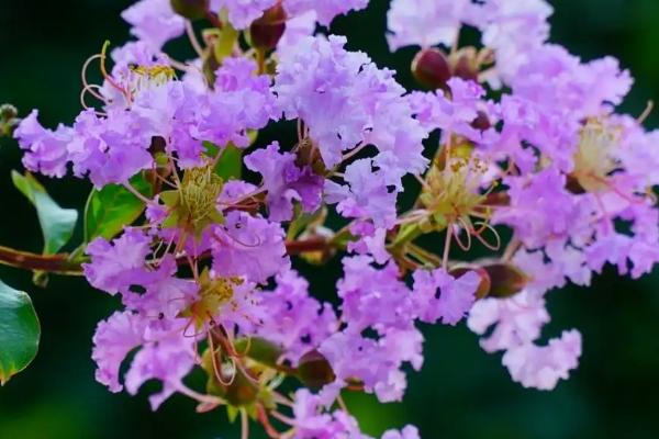 紫薇花象征什么，象征沉迷的爱、好运、女性、雄辩