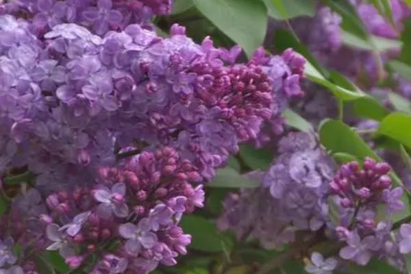 紫色的小花是什么花，可能是薰衣草、银莲花、紫丁香等