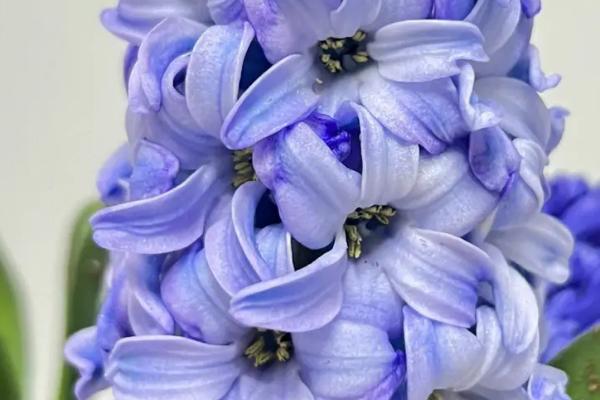紫色的小花是什么花，可能是薰衣草、银莲花、紫丁香等