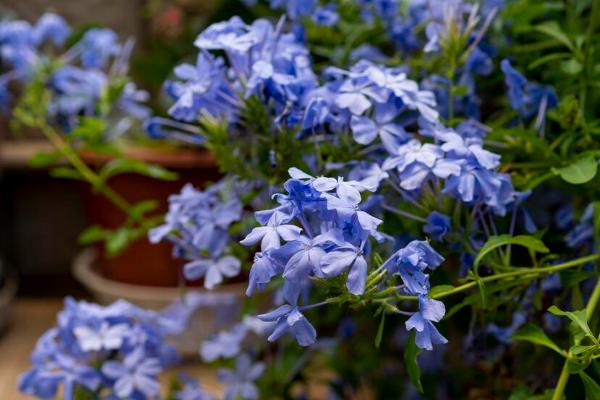 蓝星花的养殖方法，生长旺盛期可以间隔3-4天浇水一次