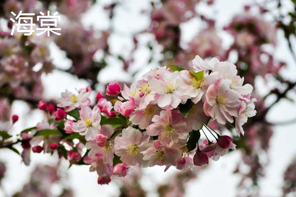 樱花海棠桃花的区别，花序、花型和花期均不同