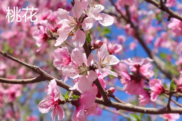 樱花海棠桃花的区别，花序、花型和花期均不同