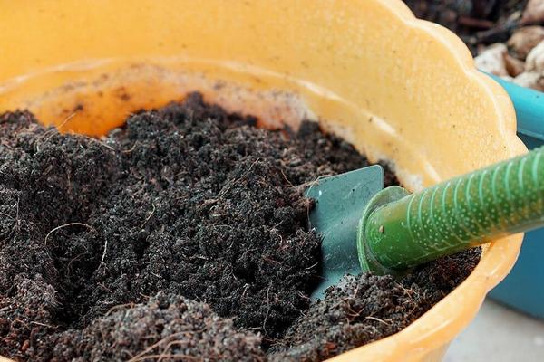 花盆里的土发白如何处理，可及时更换新土